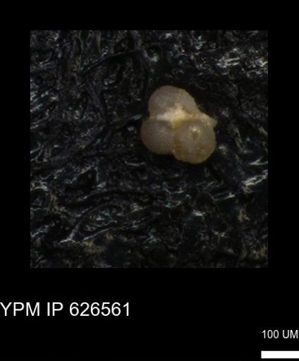 undet. Foraminiferida