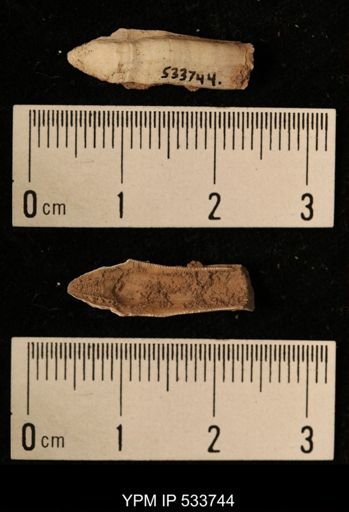 Balanus crenatus