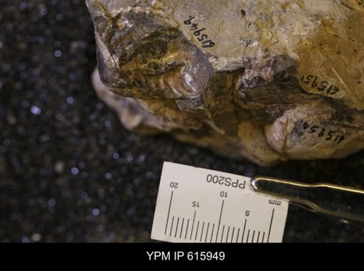 Inoceramus sp.