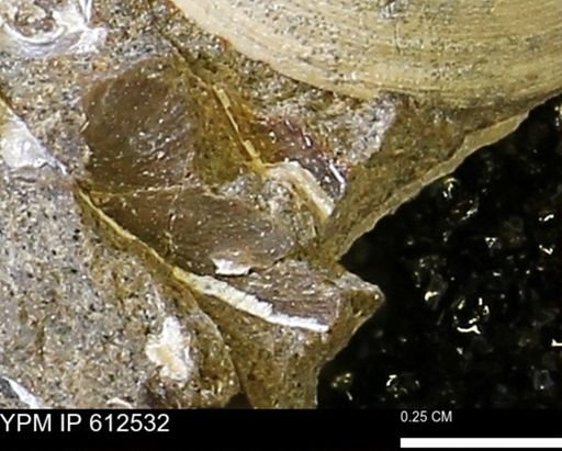 undet. Bivalvia