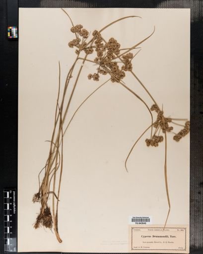 Cyperus