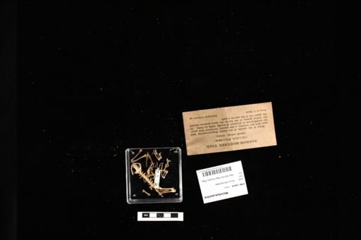 Microhyla pulchra