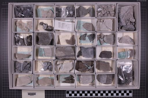 mixed taxa, stratigraphic collection