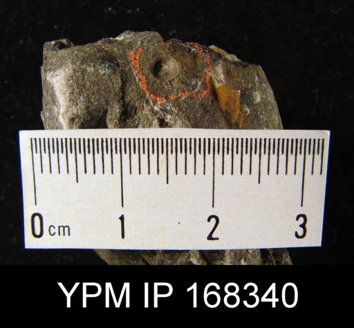 Pholidops hamiltoniae