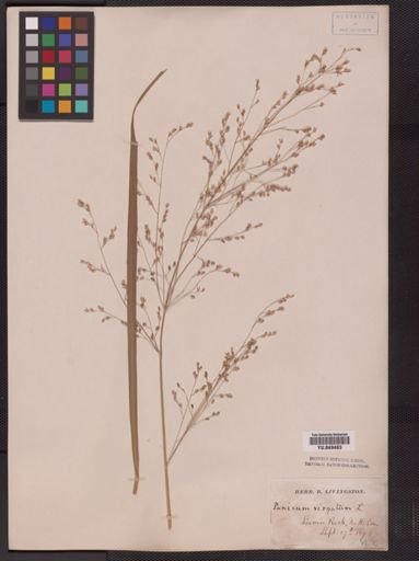 Panicum virgatum