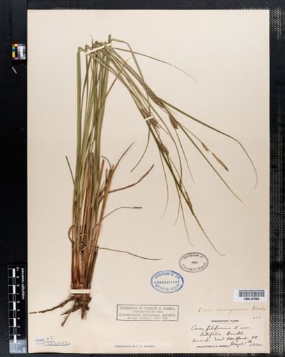 Carex filiformis