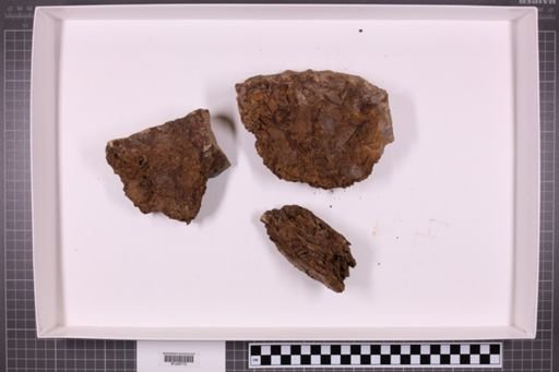 mixed taxa, stratigraphic collection