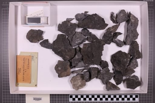 mixed taxa, stratigraphic collection