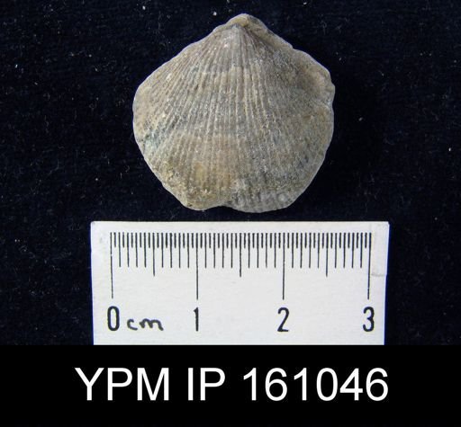 Atrypa reticularis