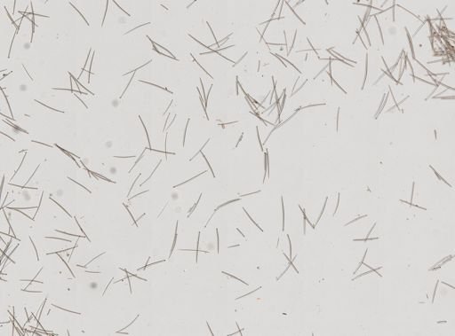 Suberites sp.