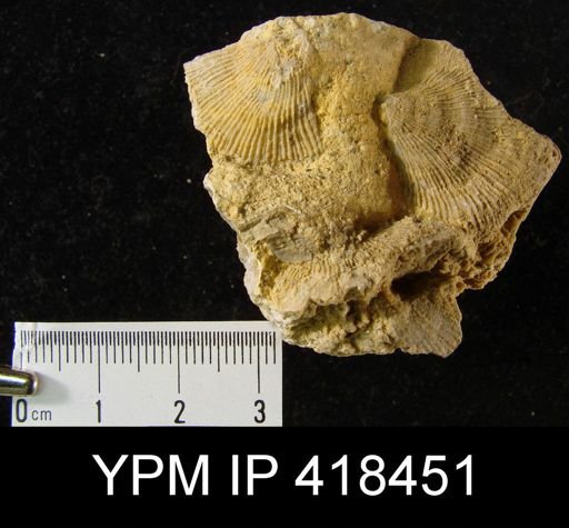 Derbya sp.