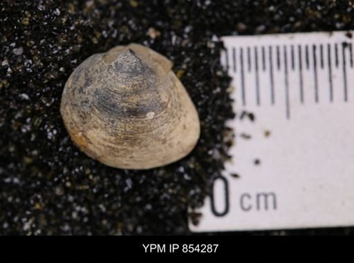 Limopsis striatopunctatus