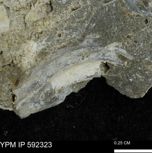 undet. Mollusca