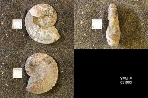 Hoploscaphites comprimus