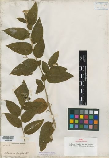 Solanum fragile