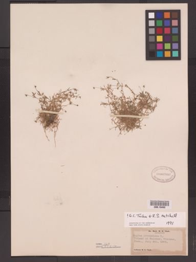 Sagina procumbens