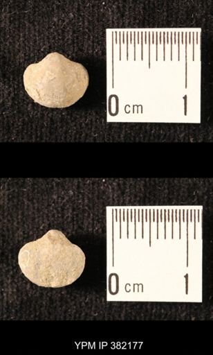 Ambocoelia planoconvexa