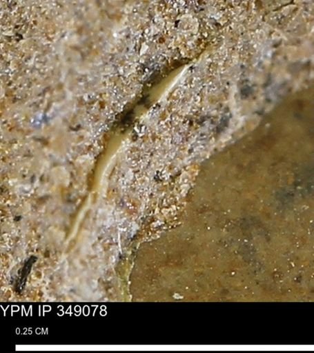 undet. Mollusca