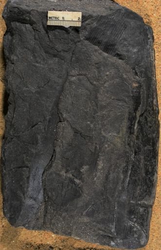 Calamites