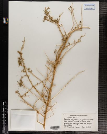 Plantae