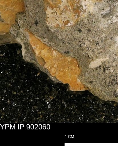 undet. Inoceramidae