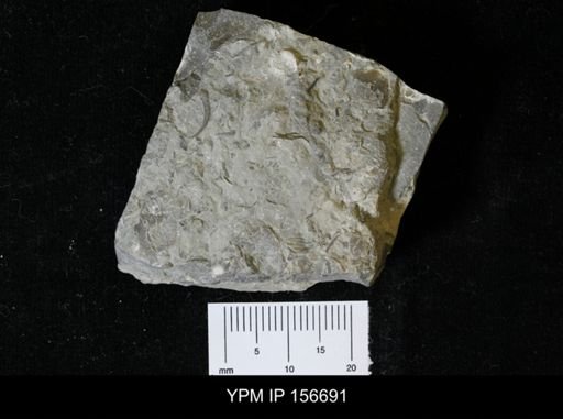 Ceraurus pleurexanthemus