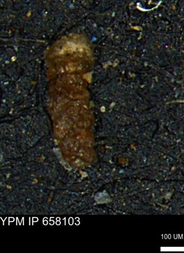 Ammobaculoides whitneyi