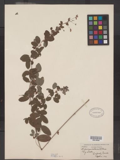 Lespedeza violacea