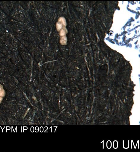 Spirolocammina planula