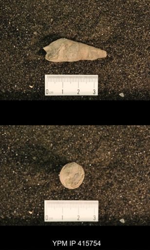 Meekospira choctawensis