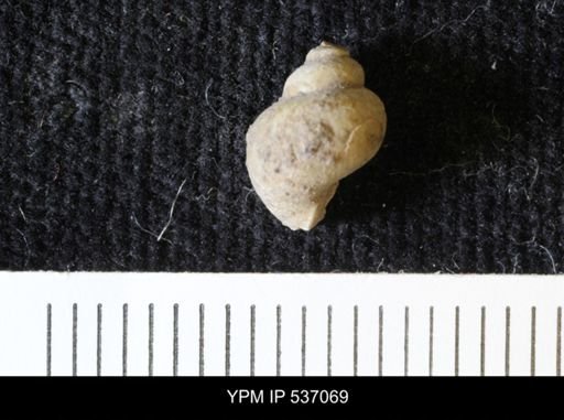 Viviparus montanaensis