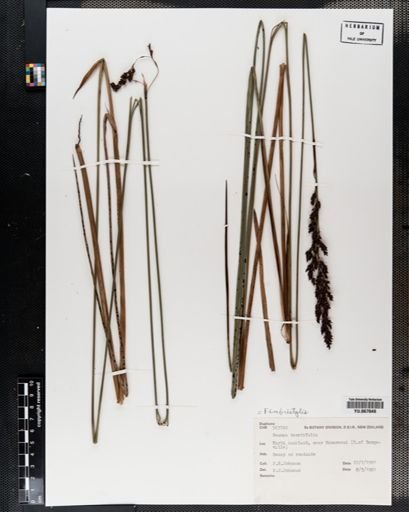 Plantae