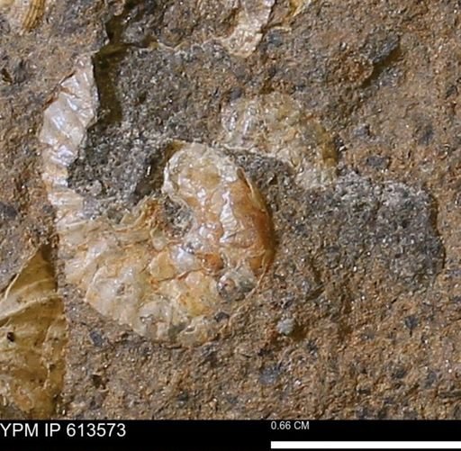Scaphites sp.
