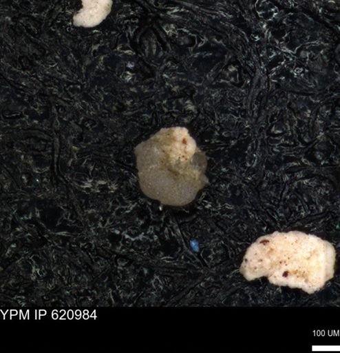 undet. Foraminiferida