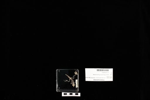 Urosaurus graciosus
