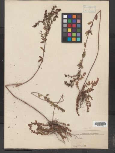 Lechea villosa
