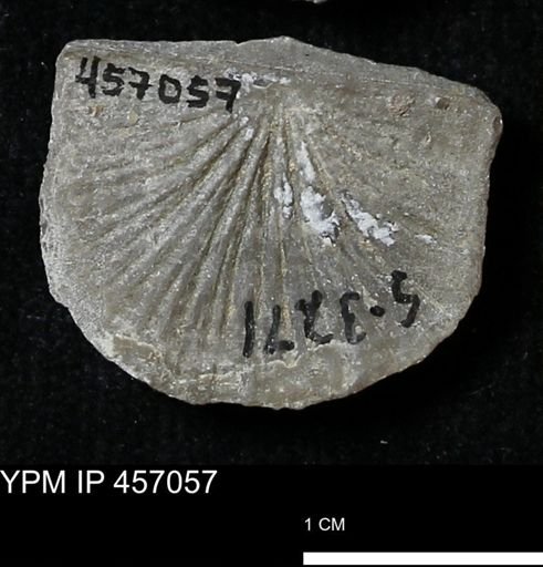 Stropheodonta sp.