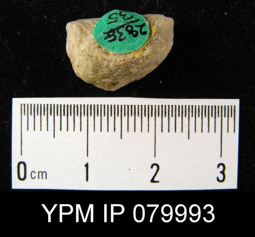 Leptaena rhomboidalis