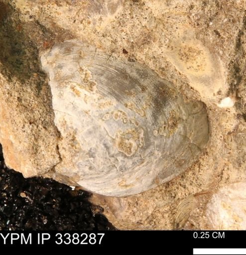 Protocardia subquadrata