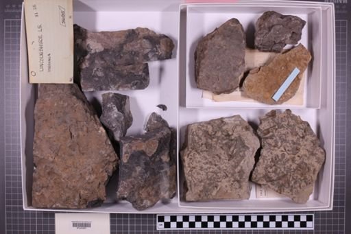 mixed taxa, stratigraphic collection