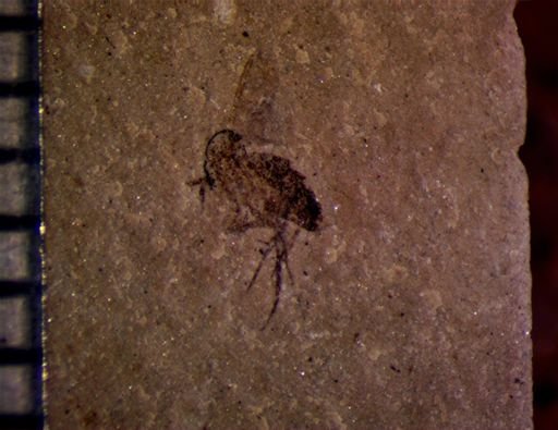 undet. Brachycera