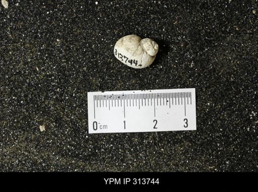 Euspira obliquata