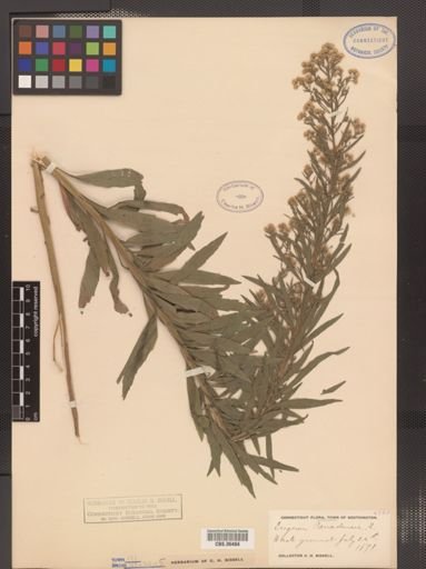 Erigeron canadensis