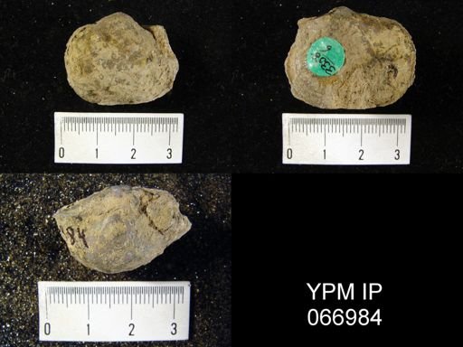 Schizophoria impressa