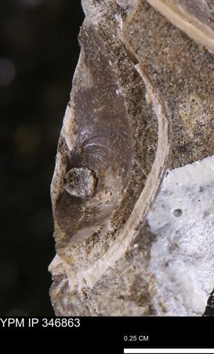 Limopsis striatopunctatus
