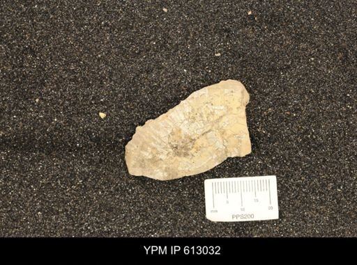 Clioscaphites vermiformis