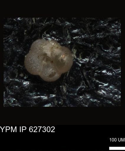 undet. Foraminiferida