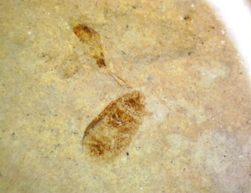 undet. Hexapoda