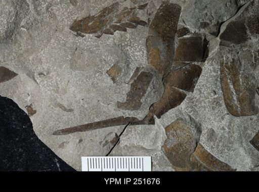 Eurypterus sp.