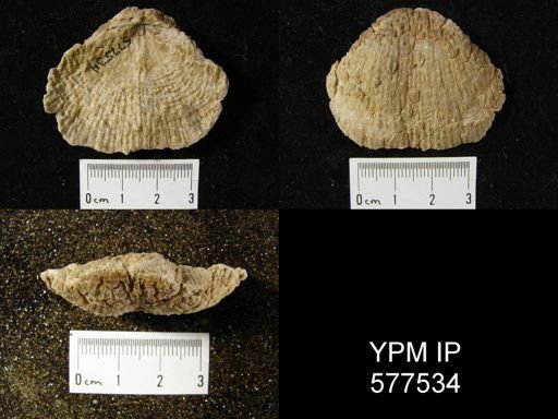 Productus ivesi